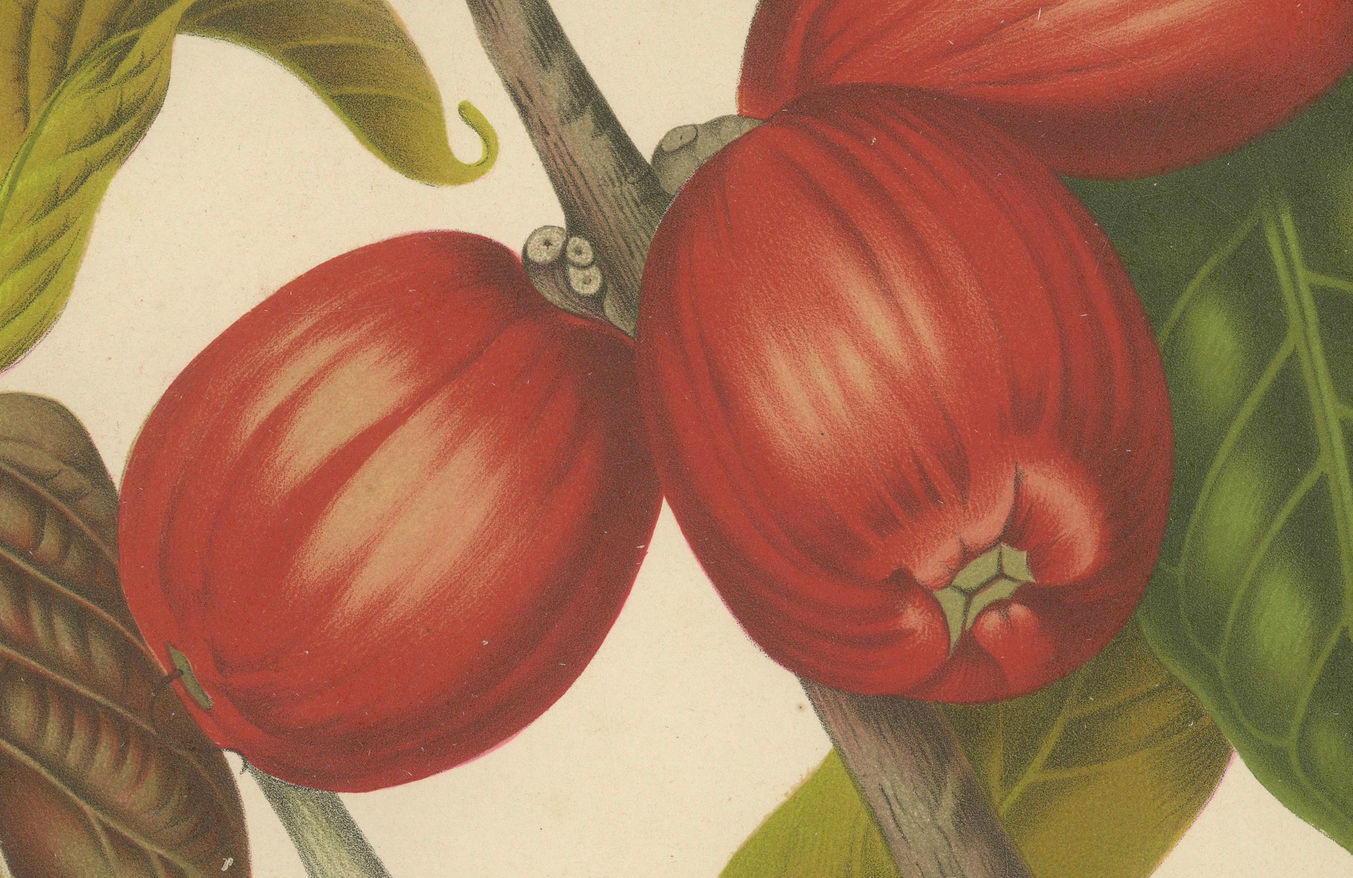 Antique Wax Apple Fruit Botanical Chromolithograph by Hoola van Nooten, c. 1880