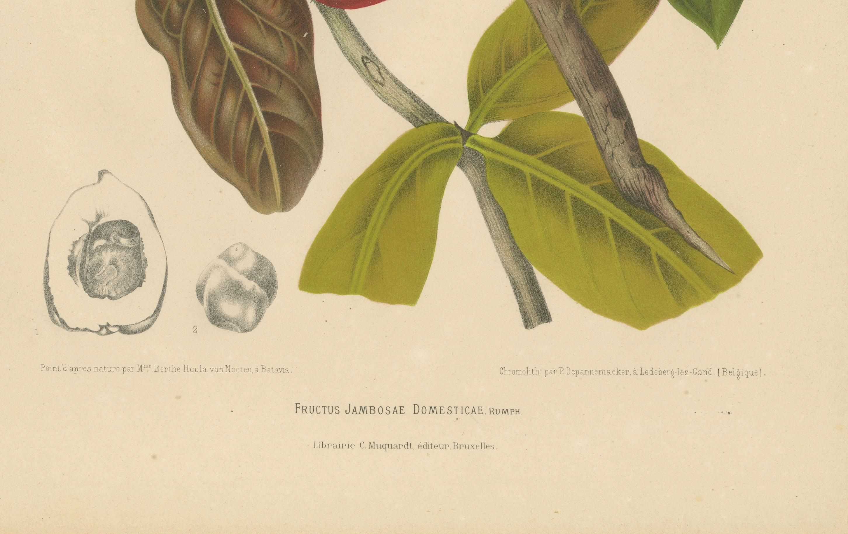 Antique Wax Apple Fruit Botanical Chromolithograph by Hoola van Nooten, c. 1880