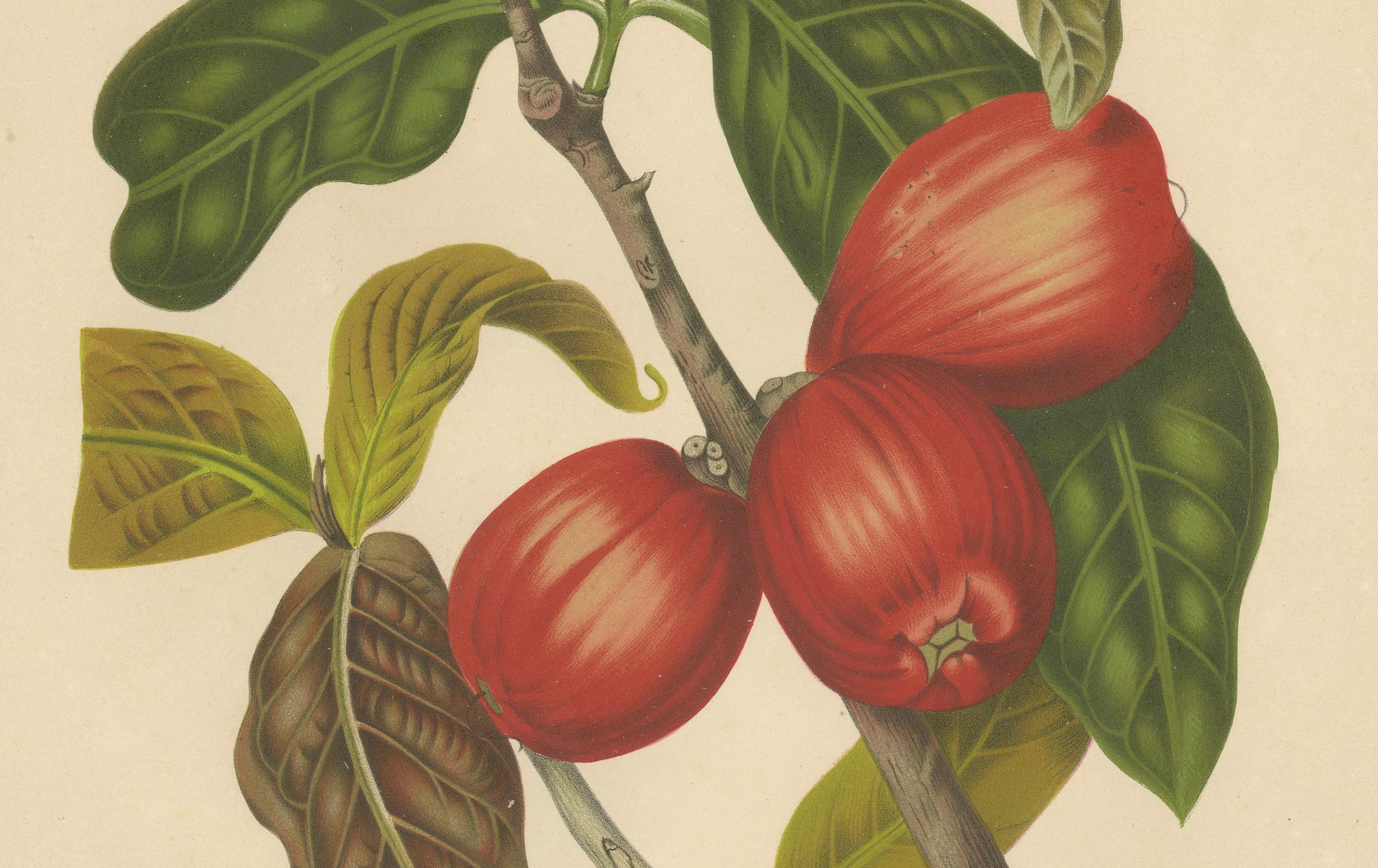 Antique Wax Apple Fruit Botanical Chromolithograph by Hoola van Nooten, c. 1880