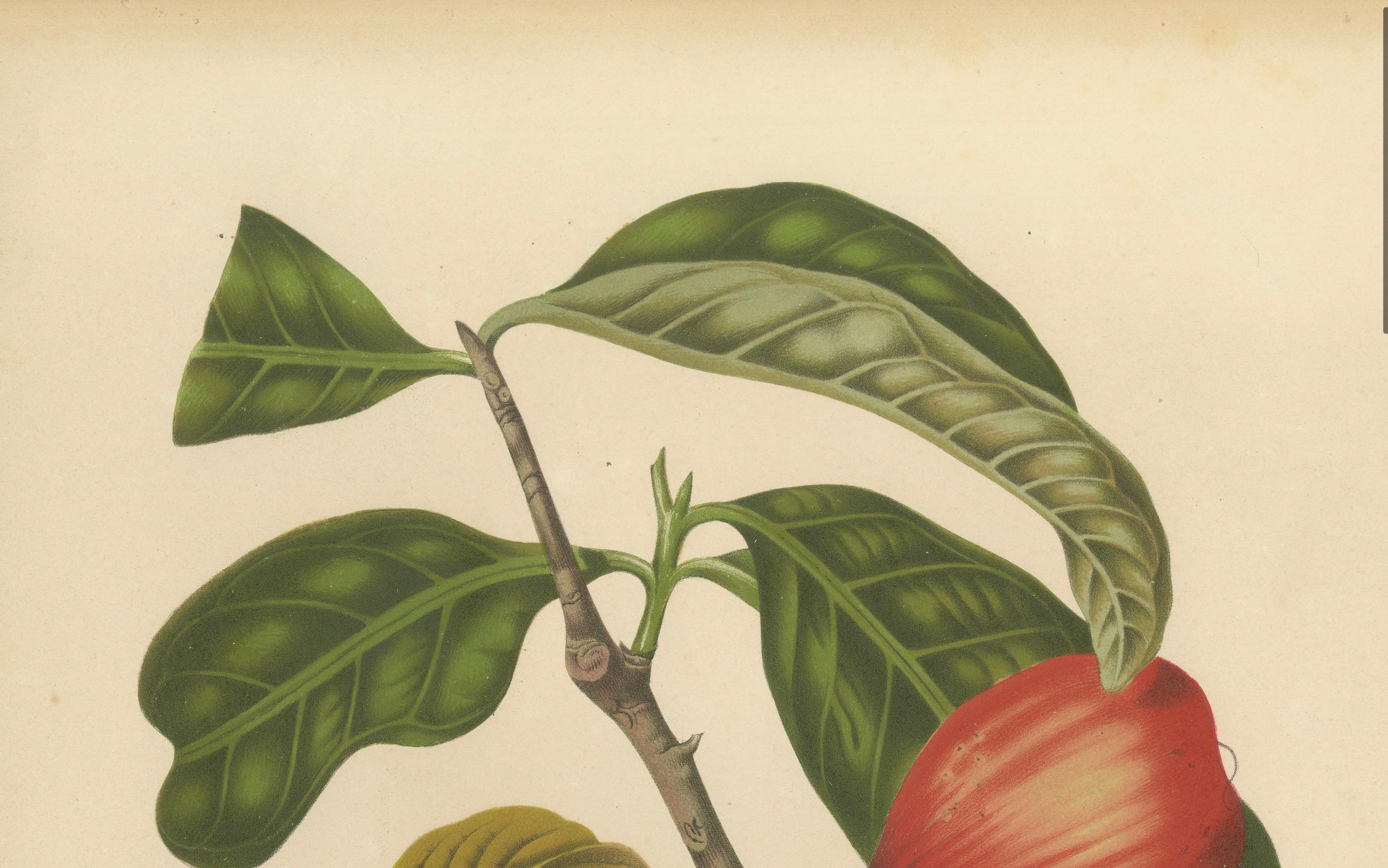 Antique Wax Apple Fruit Botanical Chromolithograph by Hoola van Nooten, c. 1880