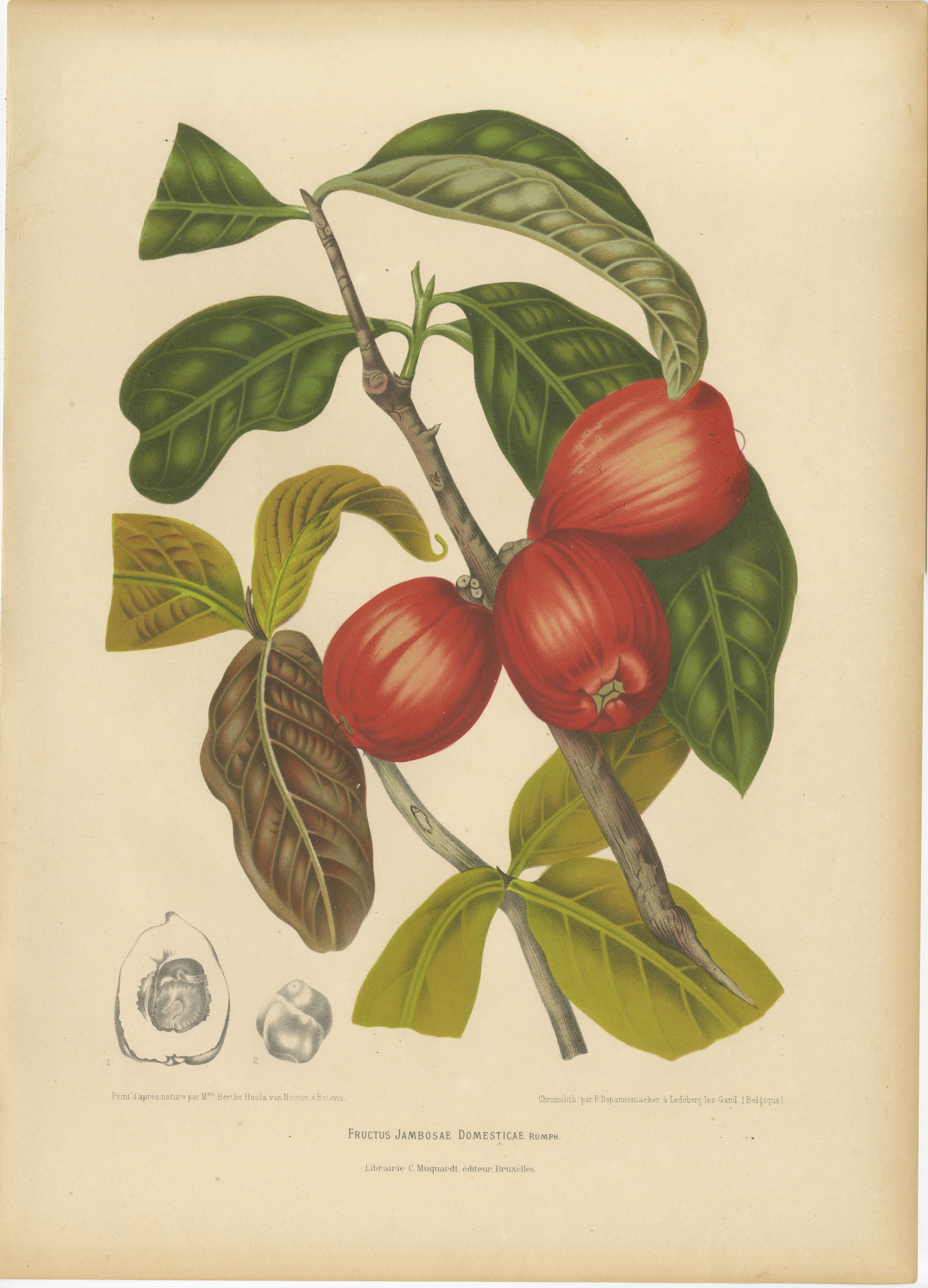 Antique Wax Apple Fruit Botanical Chromolithograph by Hoola van Nooten, c. 1880