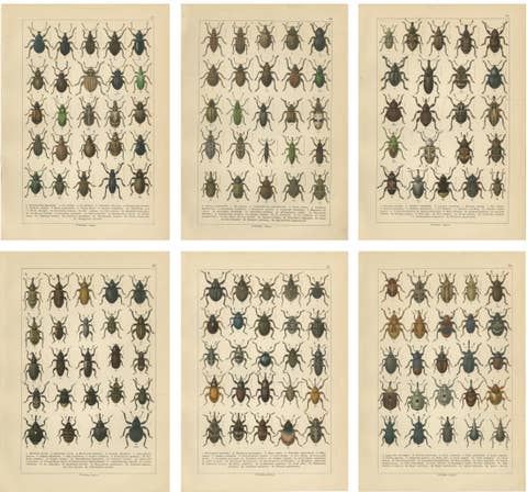 Antique Weevil Beetle Chromolithographs, Curculionidae Plates, Calwer 1893