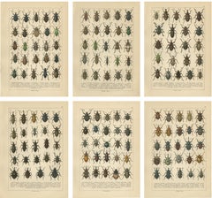 Antique Weevil Beetle Chromolithographs, Curculionidae Plates, Calwer 1893