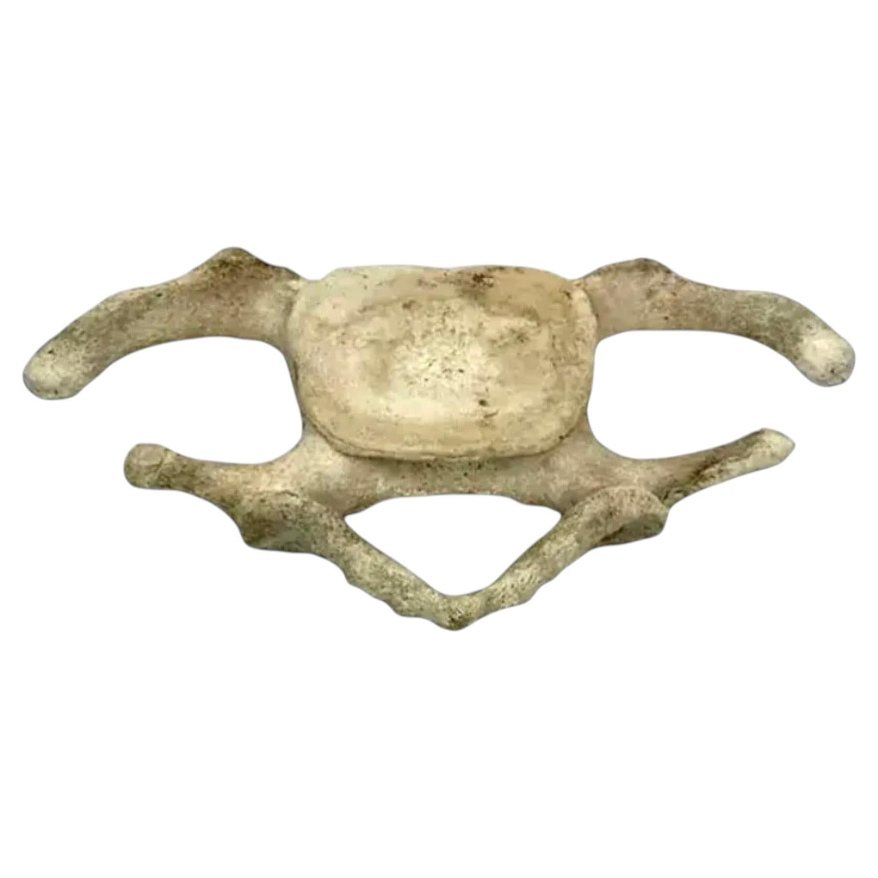 Antique Whale Vertebrae