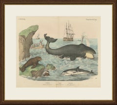 Antique Whaling Scene Print with Bowhead Whale, Dolphin and Sea Lion, circa 1890