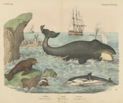 Antique Whaling Scene Print with Bowhead Whale, Dolphin and Sea Lion, circa 1890