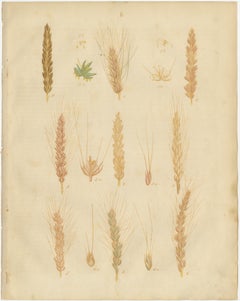 Antique Wheat and Barley Botanical Plates – Agricultural Crops, Calwer 1852