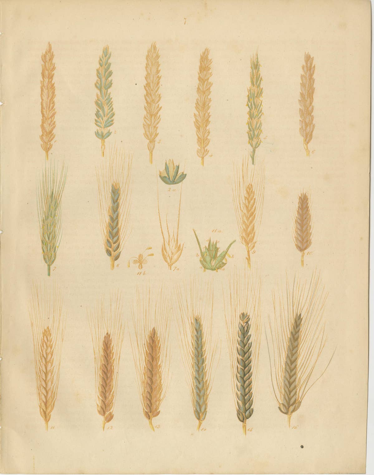 Antique Wheat and Barley Botanical Plates – Agricultural Crops, Calwer 1852