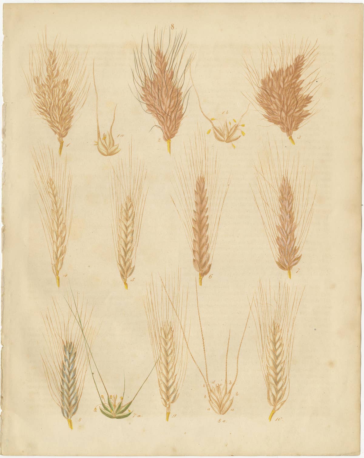 Antique Wheat and Barley Botanical Plates – Agricultural Crops, Calwer 1852