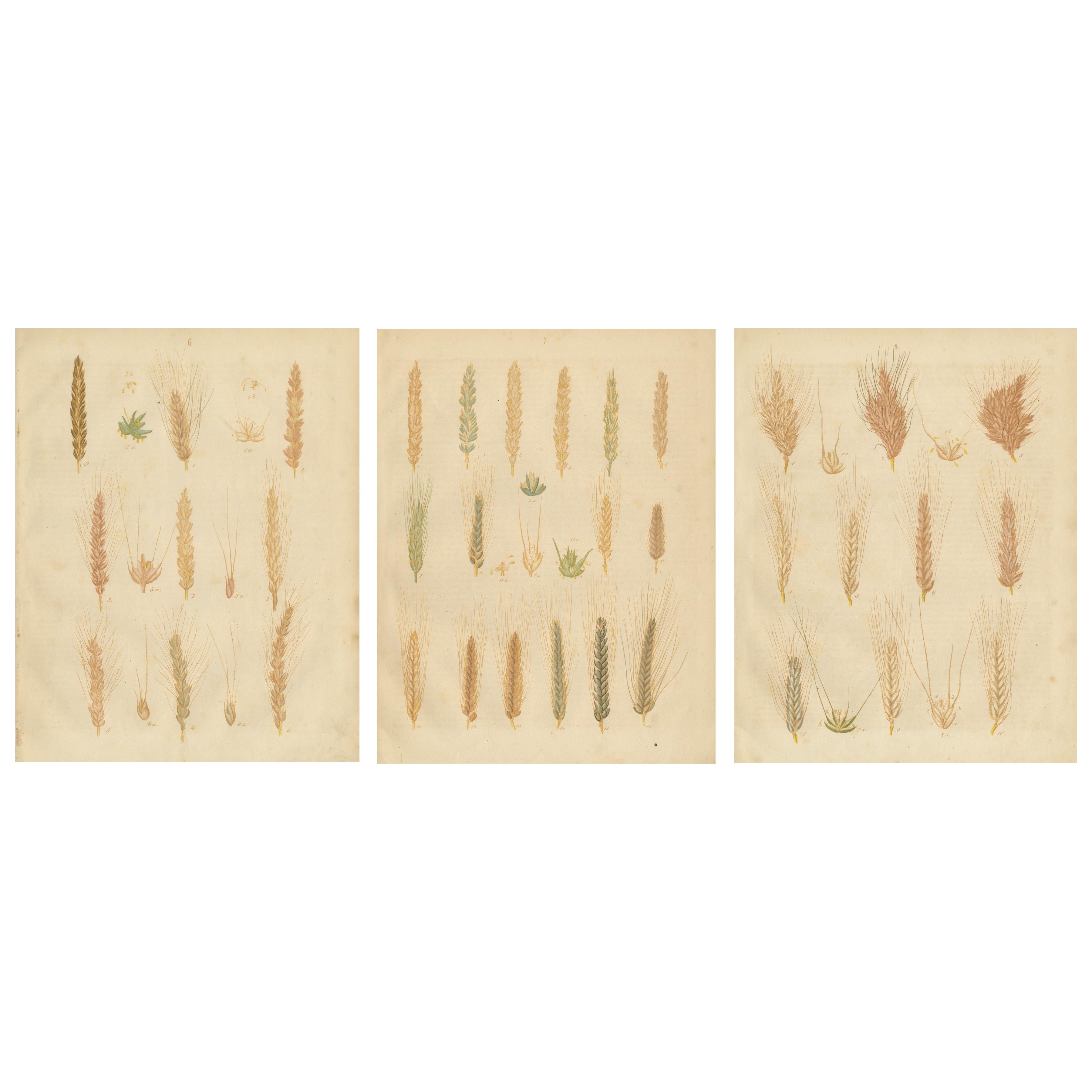 Antique Wheat and Barley Botanical Plates – Agricultural Crops, Calwer 1852