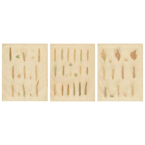 Antique Wheat and Barley Botanical Plates – Agricultural Crops, Calwer 1852