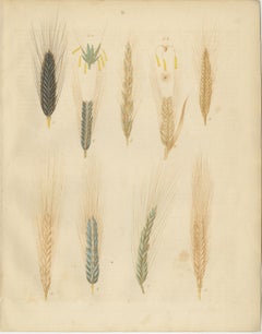 Antique Wheat and Rye Botanical Prints, Agricultural Study, Germany 1852