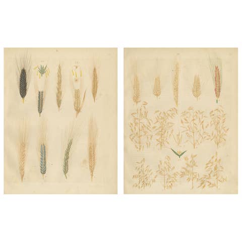 Antique Wheat and Rye Botanical Prints, Agricultural Study, Germany 1852