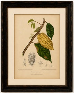 Antique White Cacao Botanical Chromolithograph by Hoola van Nooten, c. 1880