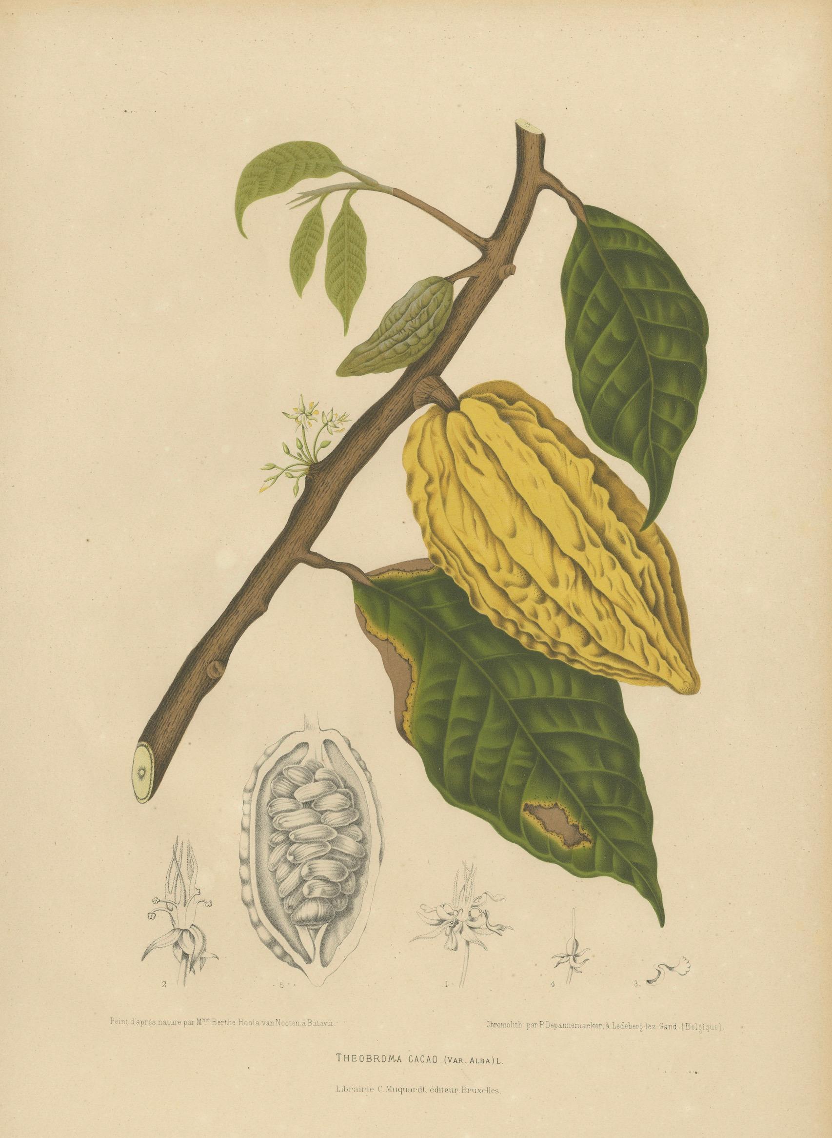 Antique White Cacao Botanical Chromolithograph by Hoola van Nooten, c. 1880
