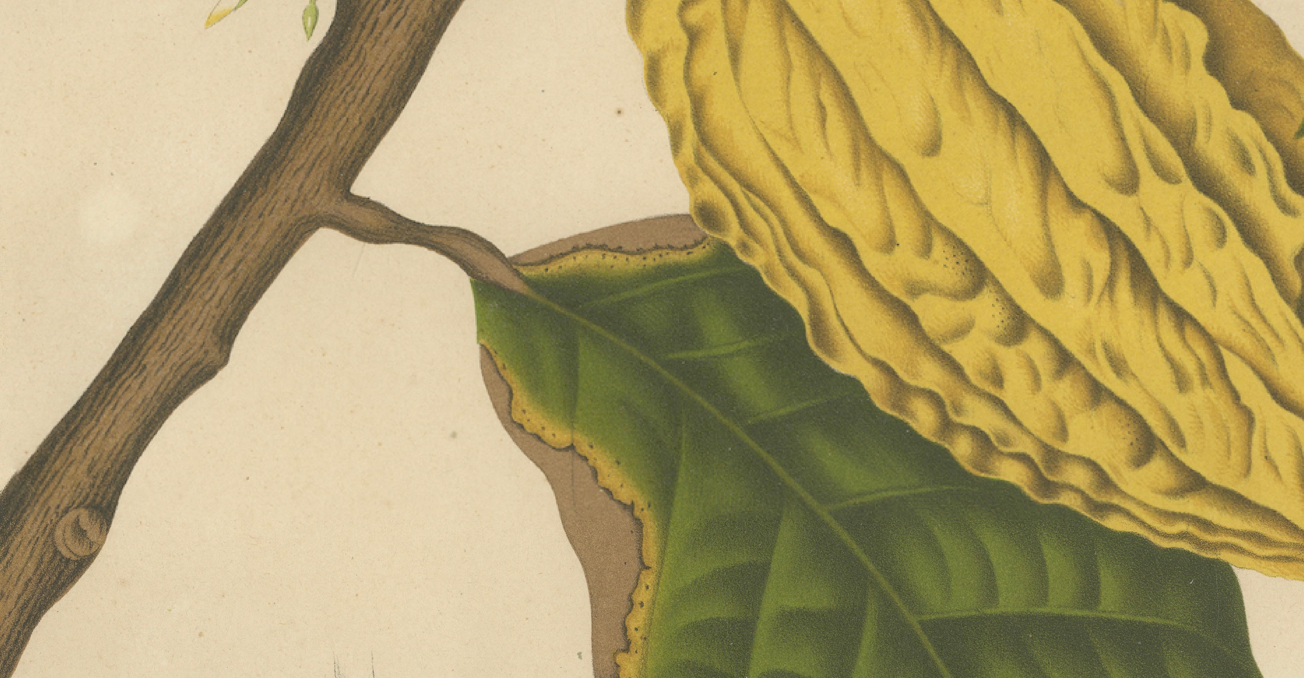 Antique White Cacao Botanical Chromolithograph by Hoola van Nooten, c. 1880