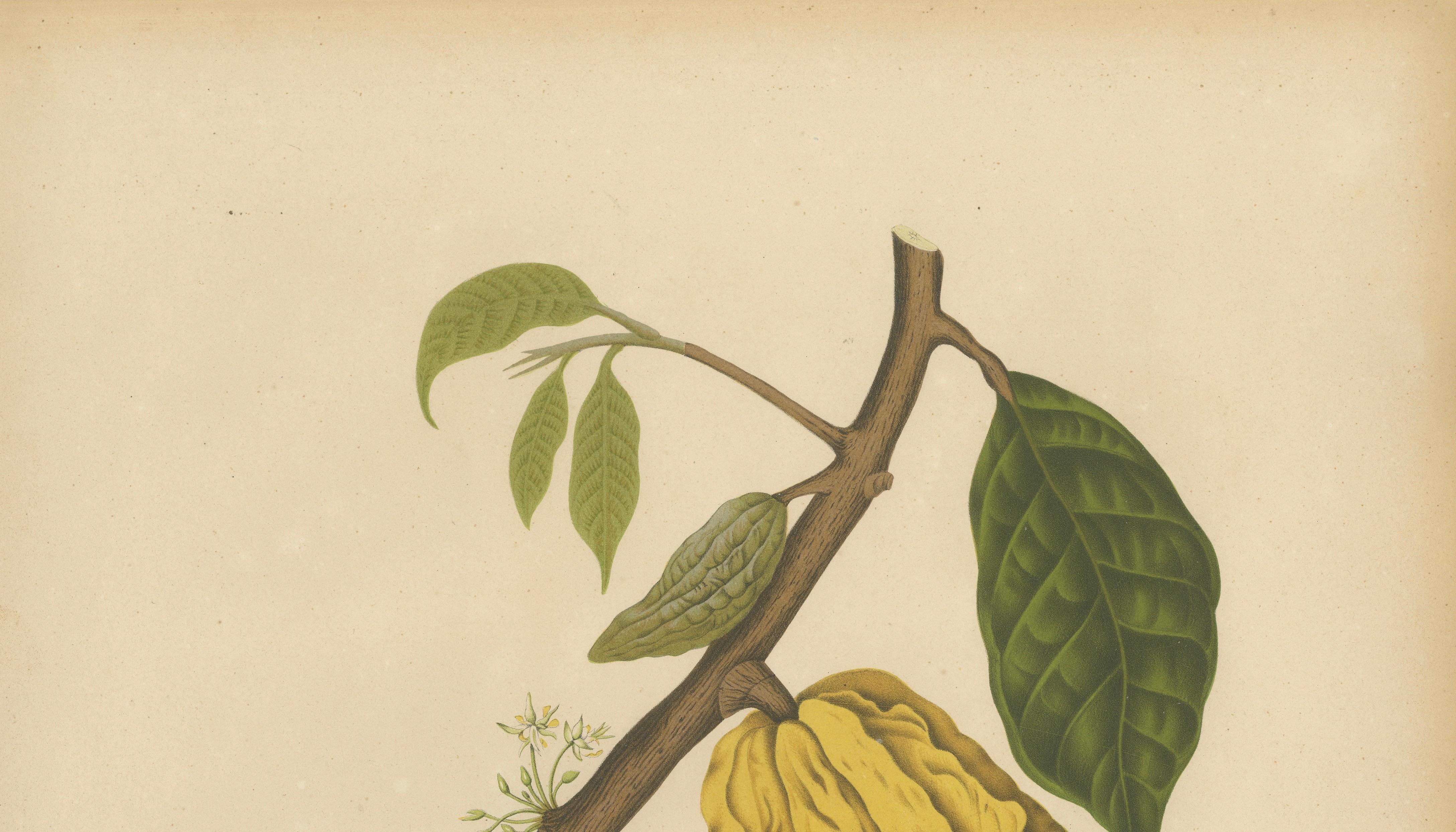 Antique White Cacao Botanical Chromolithograph by Hoola van Nooten, c. 1880