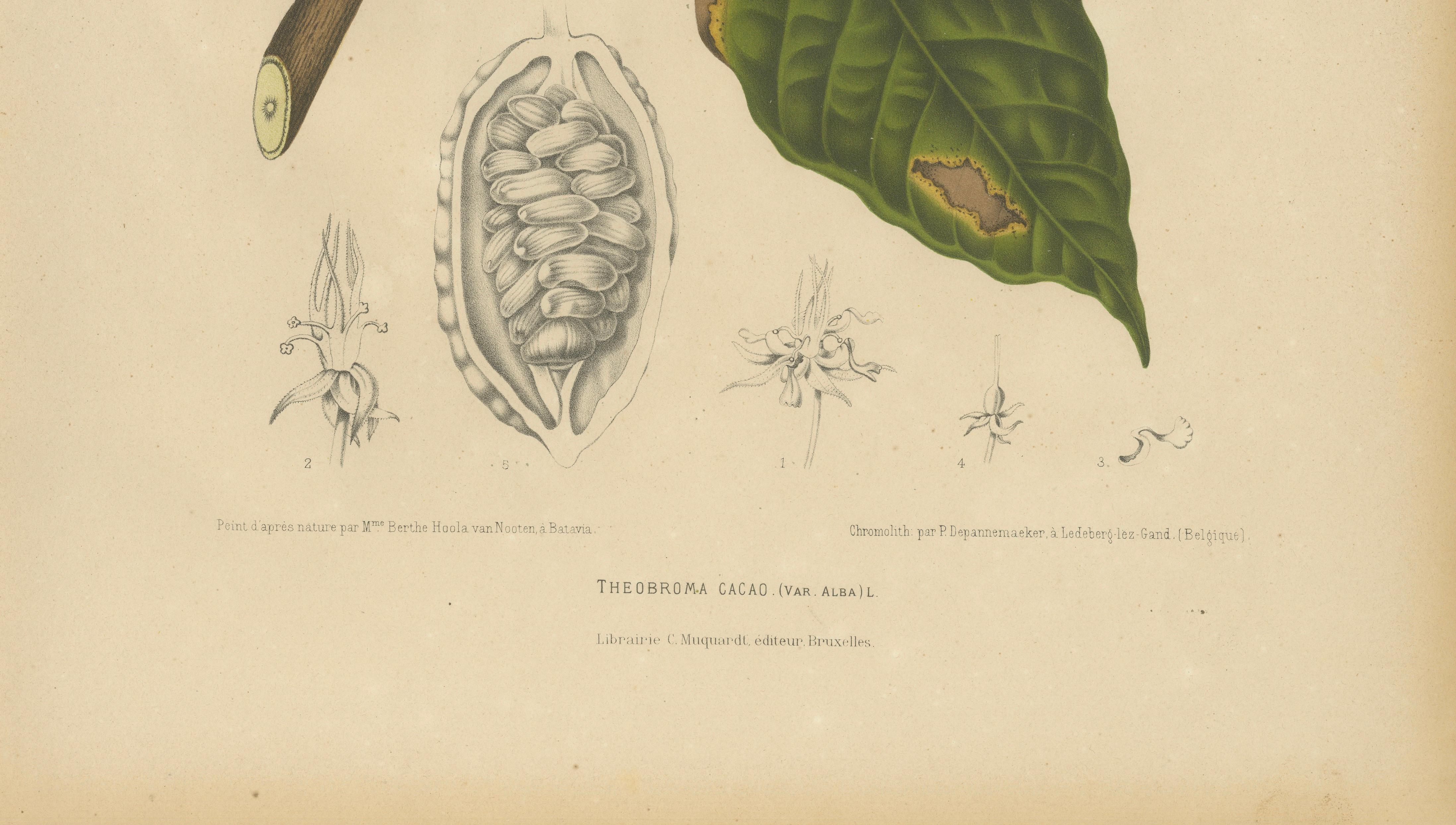 Antique White Cacao Botanical Chromolithograph by Hoola van Nooten, c. 1880