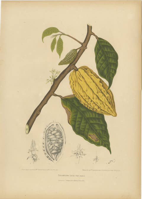 Antique White Cacao Botanical Chromolithograph by Hoola van Nooten, c. 1880