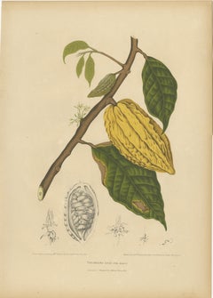 Antique White Cacao Botanical Chromolithograph by Hoola van Nooten, c. 1880