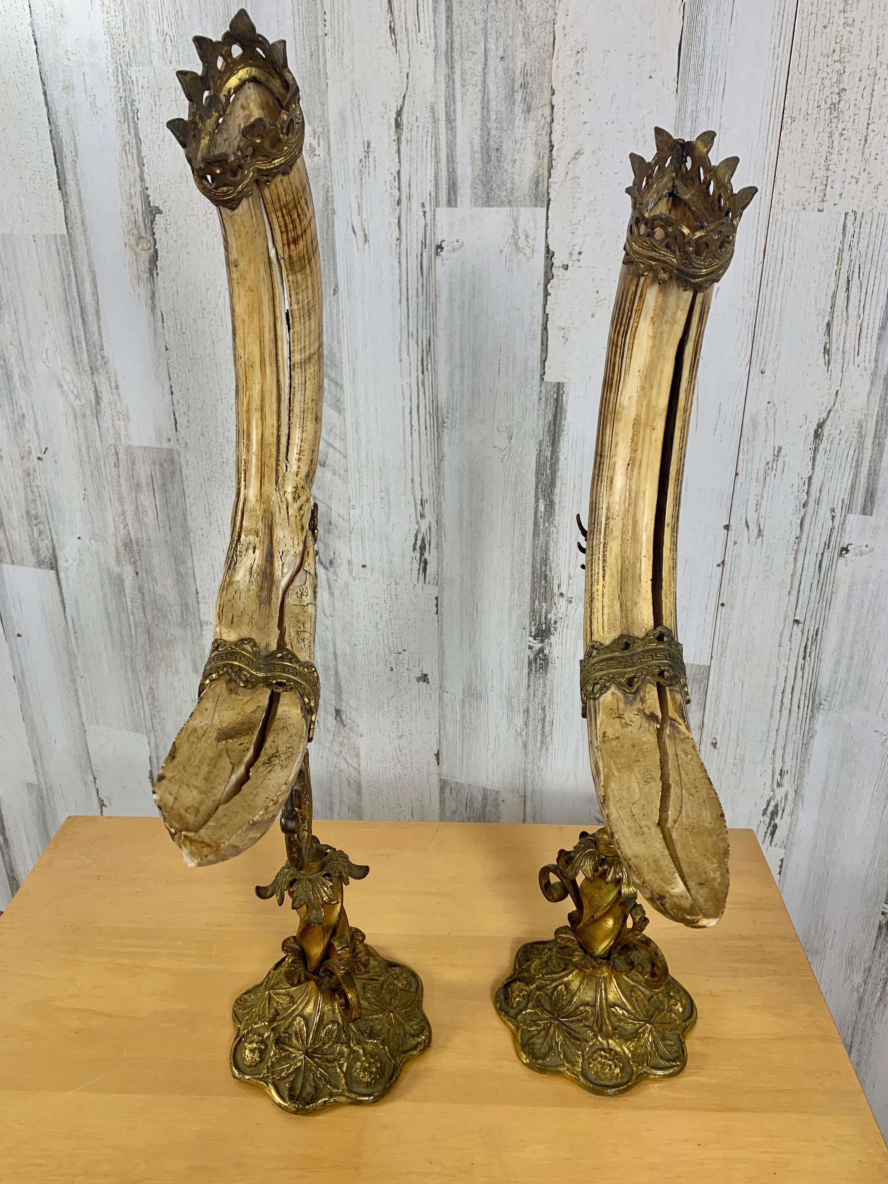Trofei antichi di cinghiale in vendita 7