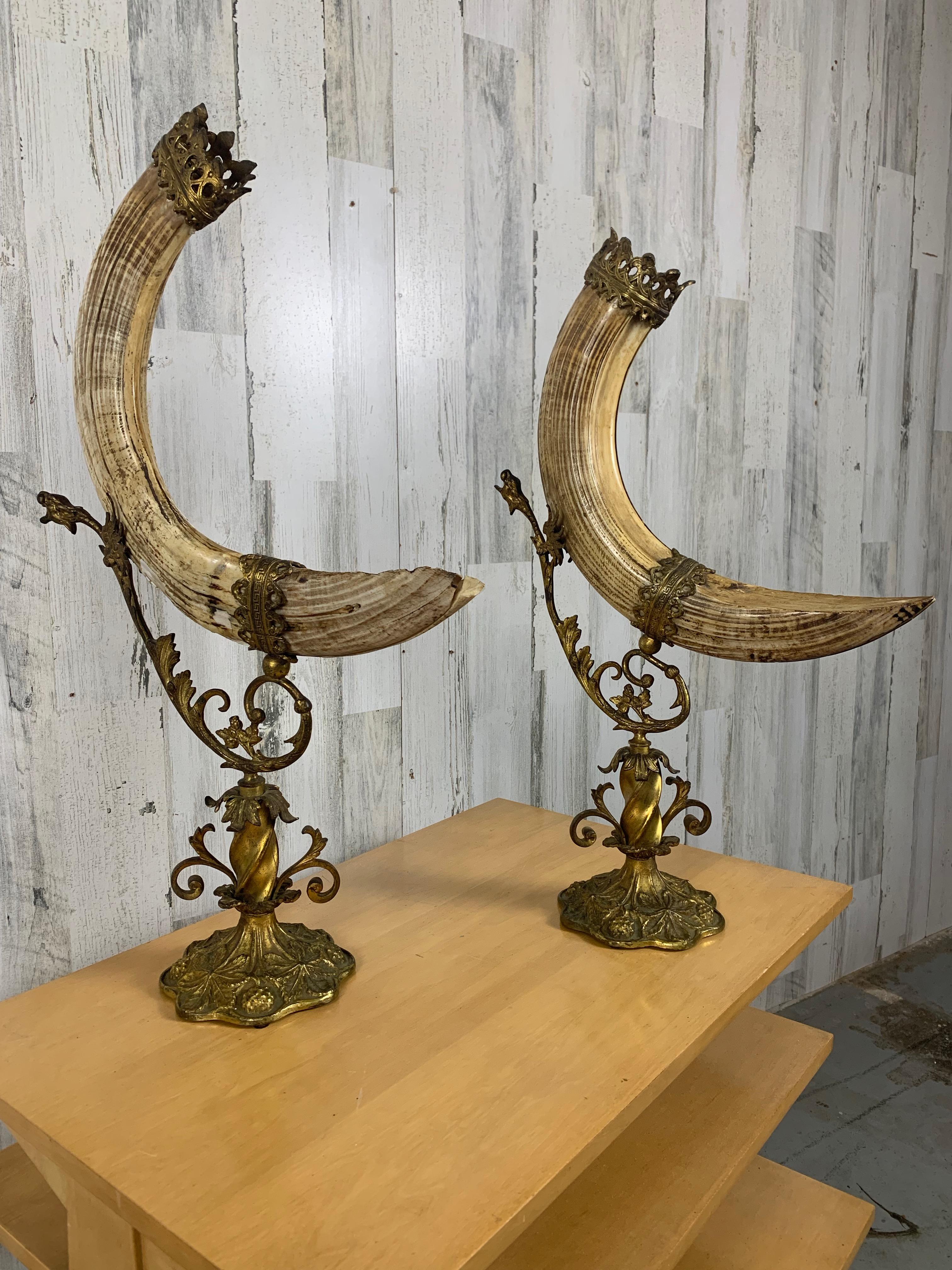 Bella coppia di cinghiali montati su ottone dorato come trofei,  molto decorati con una corona in cima ad ogni montatura. In ottime condizioni e pronto per essere esposto.