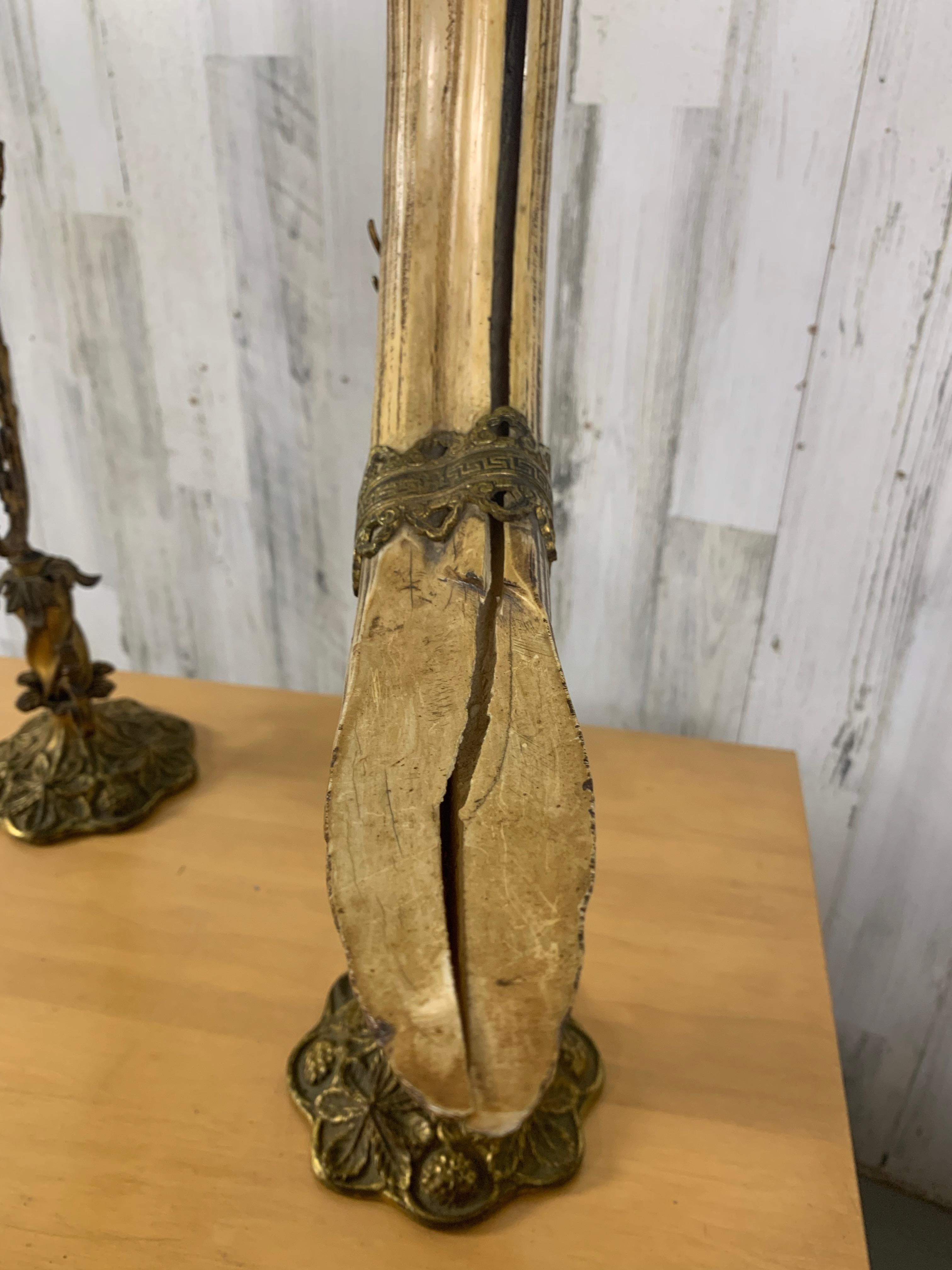 Trofei antichi di cinghiale in vendita 2