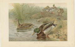 Antique Wild Duck Print Mallard Ducks Wetland Scene Chromolithograph c.1895