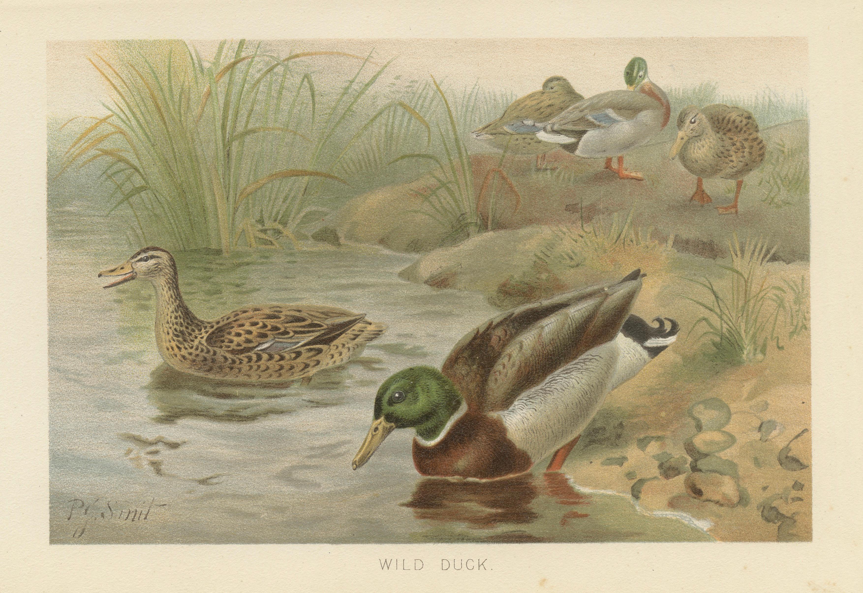 Antique Wild Duck Print Mallard Ducks Wetland Scene Chromolithograph c.1895