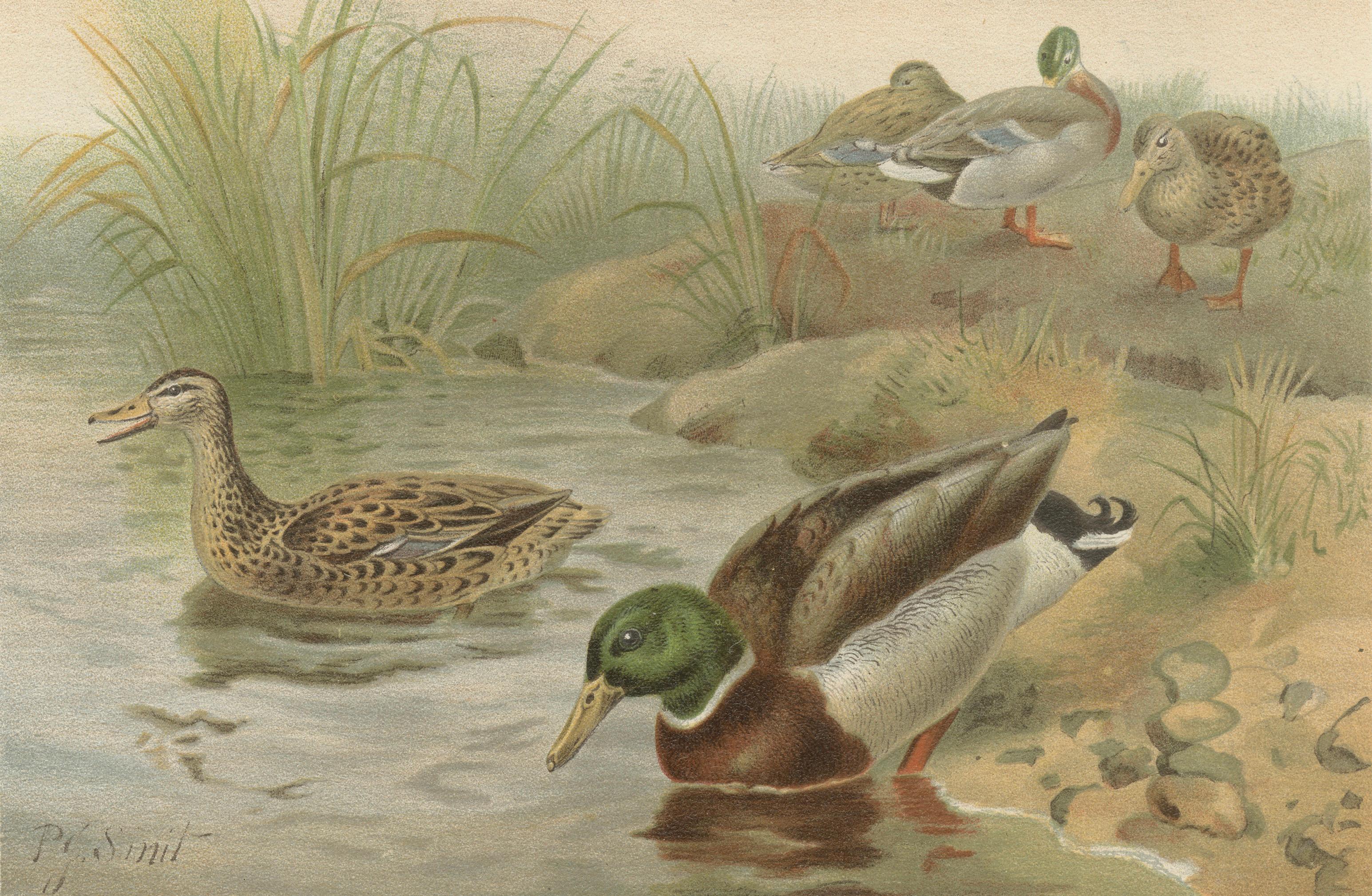 Antique Wild Duck Print Mallard Ducks Wetland Scene Chromolithograph c.1895