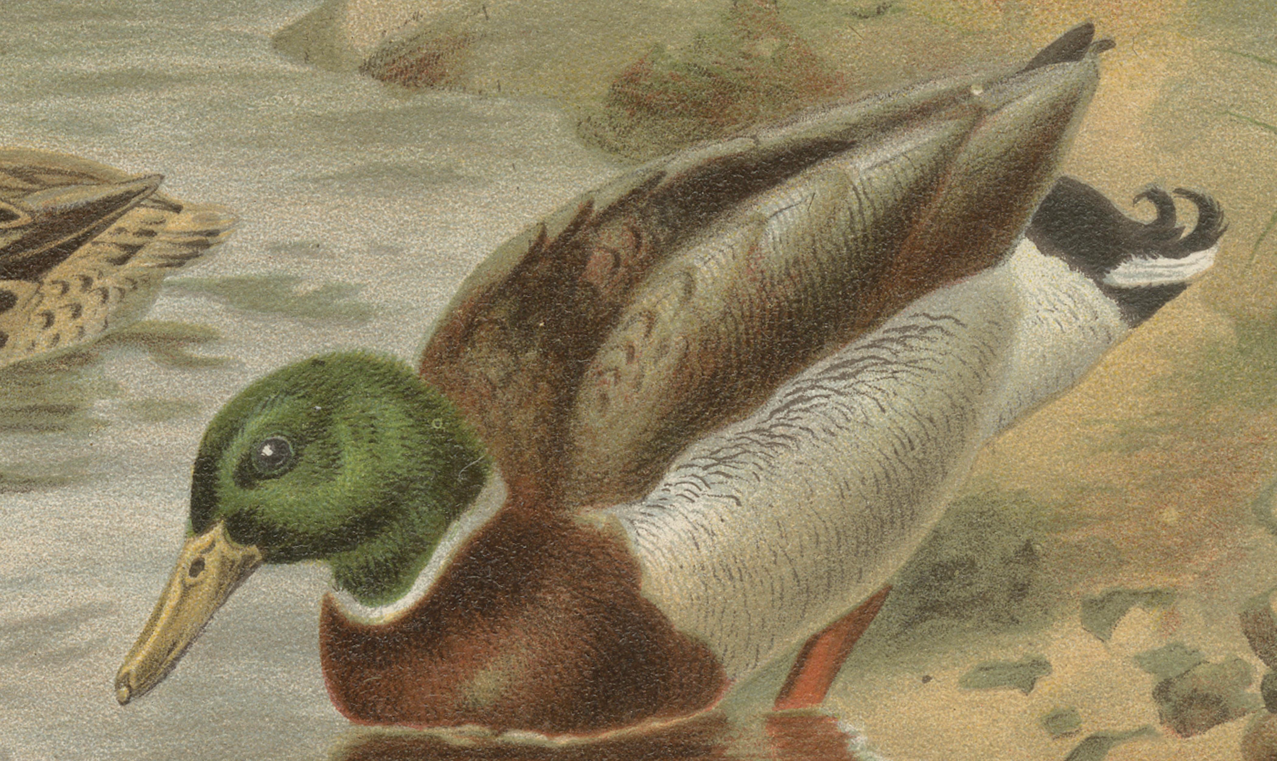 Antique Wild Duck Print Mallard Ducks Wetland Scene Chromolithograph c.1895