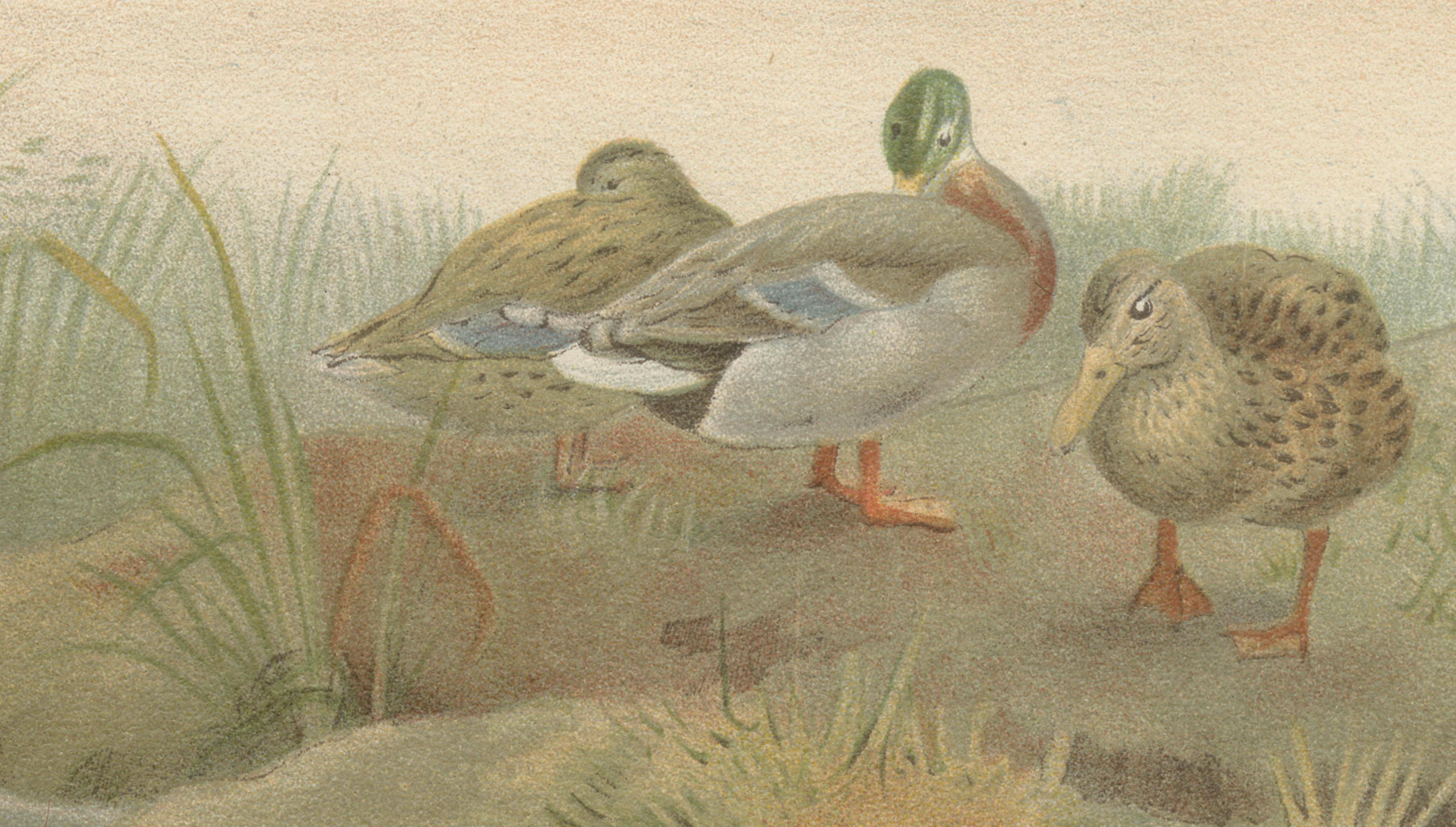 Antique Wild Duck Print Mallard Ducks Wetland Scene Chromolithograph c.1895