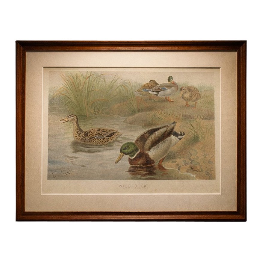 Antique Wild Duck Print Mallard Ducks Wetland Scene Chromolithograph c.1895
