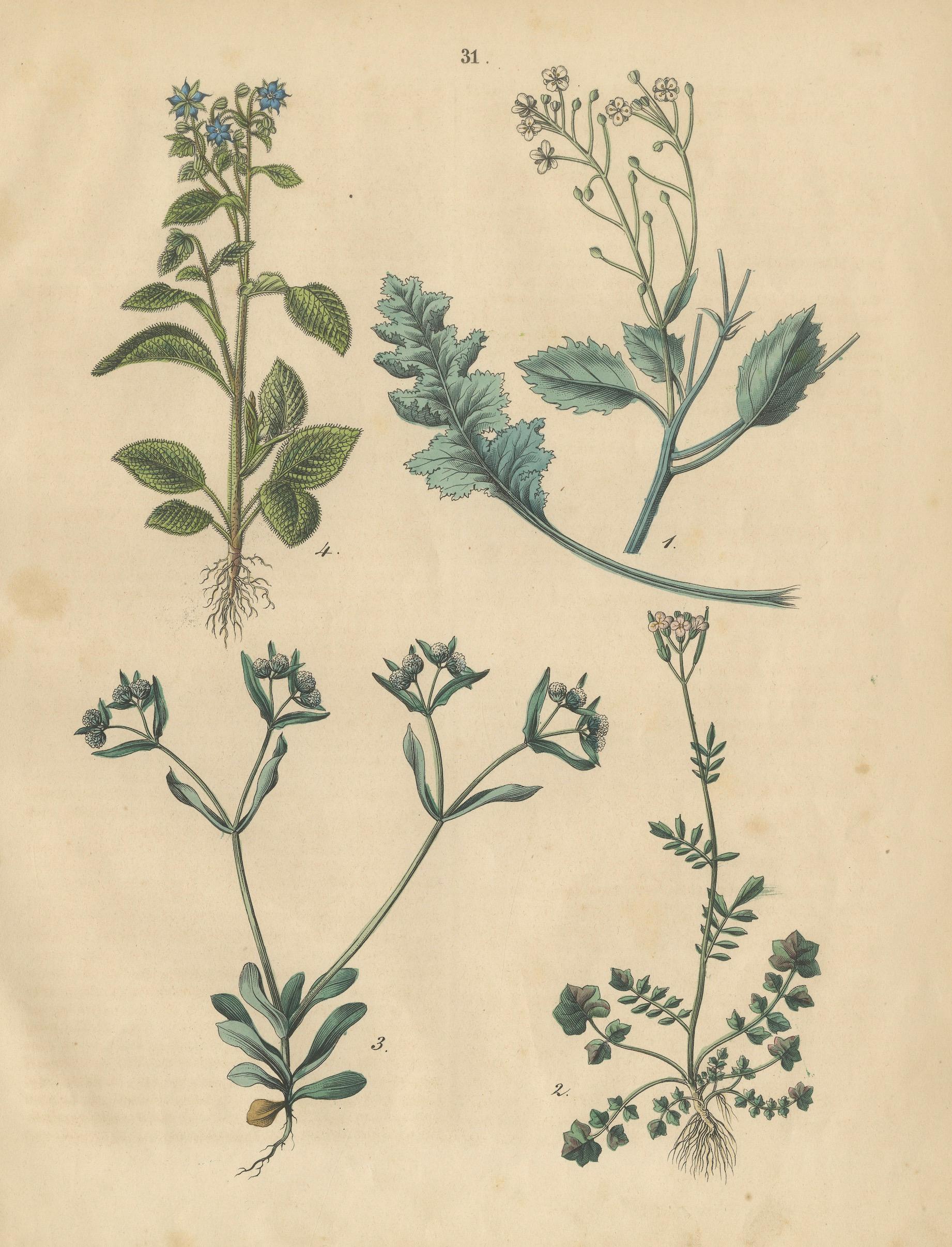 Antique Wildflower Botanical Print, Borage and Field Plants, Germany 1852