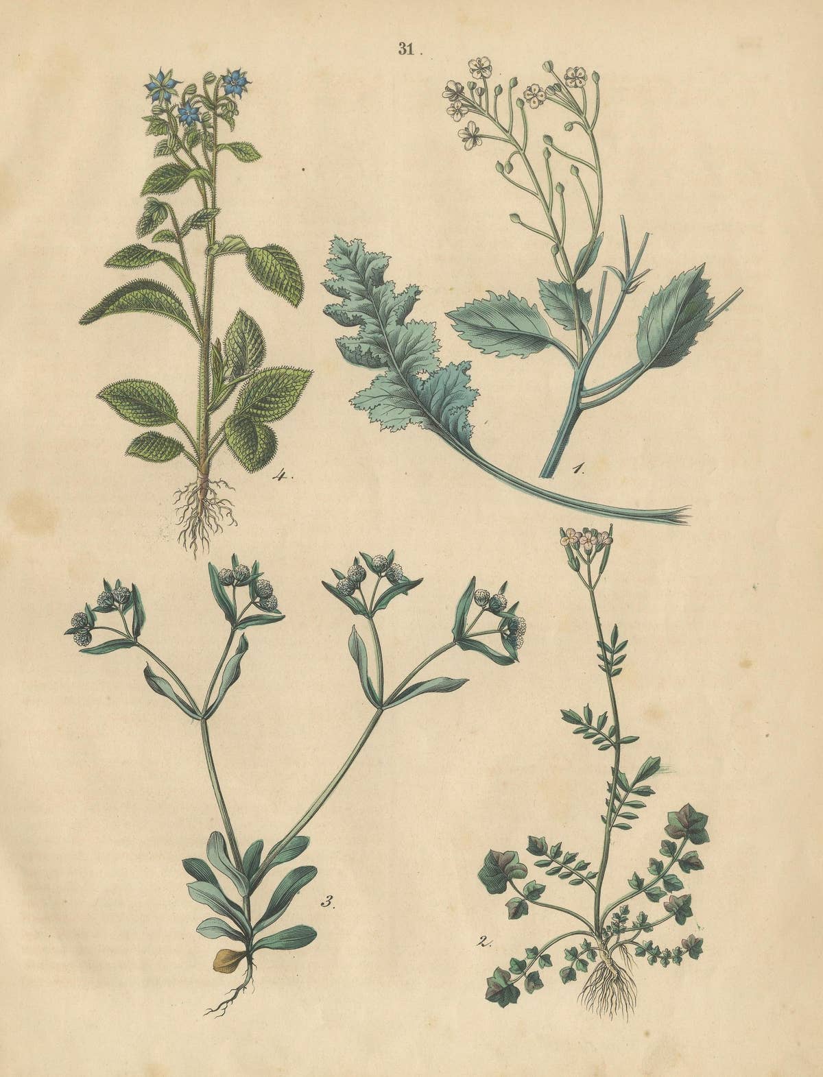 Antique Wildflower Botanical Print, Borage and Field Plants, Germany 1852