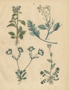 Antique Wildflower Botanical Print, Borage and Field Plants, Germany 1852