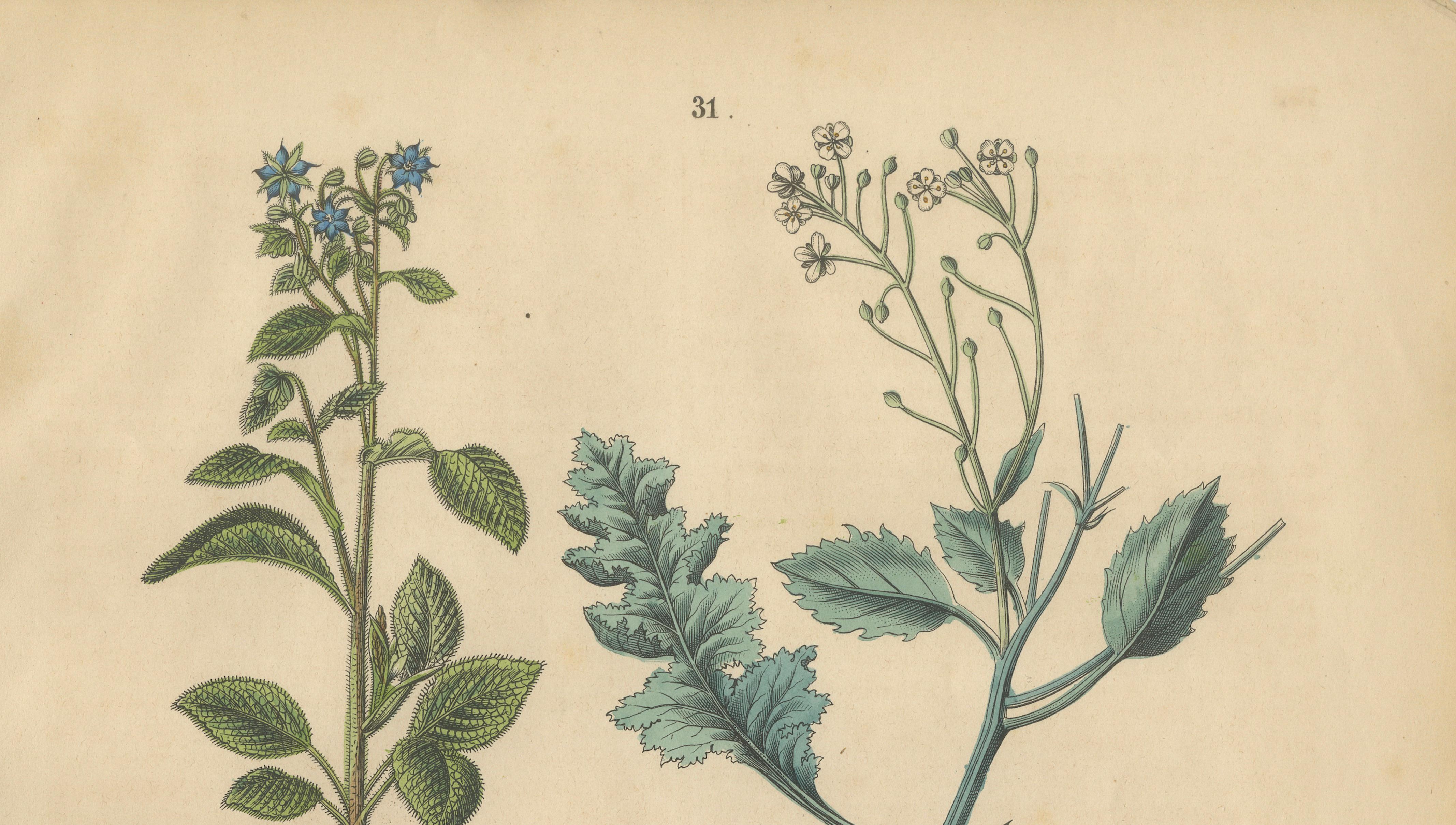 Antique Wildflower Botanical Print, Borage and Field Plants, Germany 1852