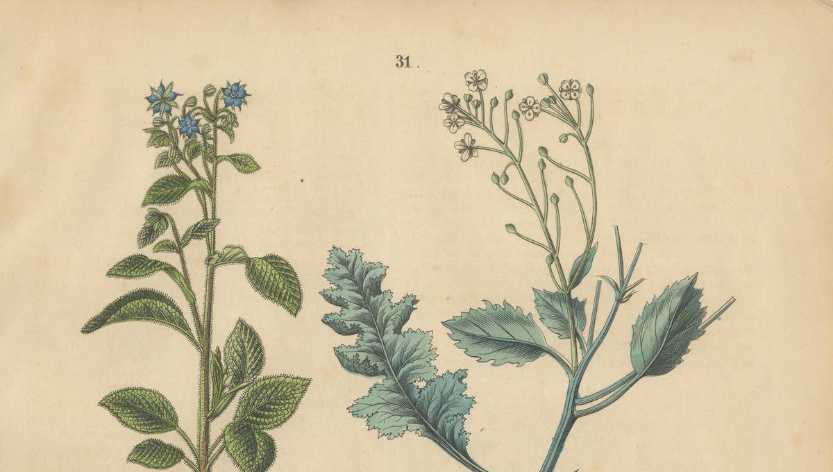 Antique Wildflower Botanical Print, Borage and Field Plants, Germany 1852