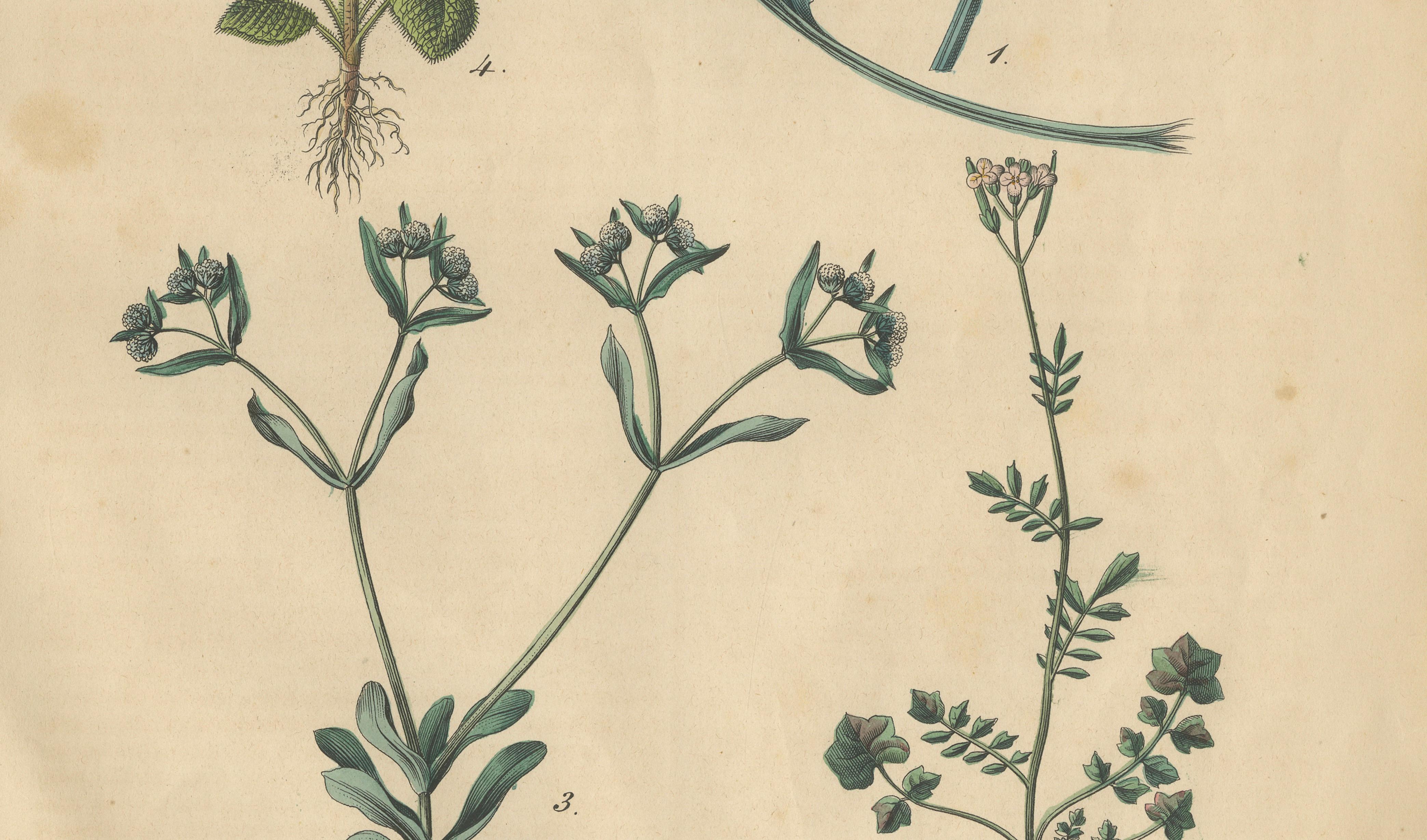 Antique Wildflower Botanical Print, Borage and Field Plants, Germany 1852