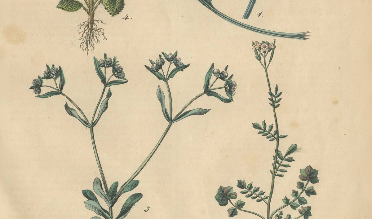 Antique Wildflower Botanical Print, Borage and Field Plants, Germany 1852