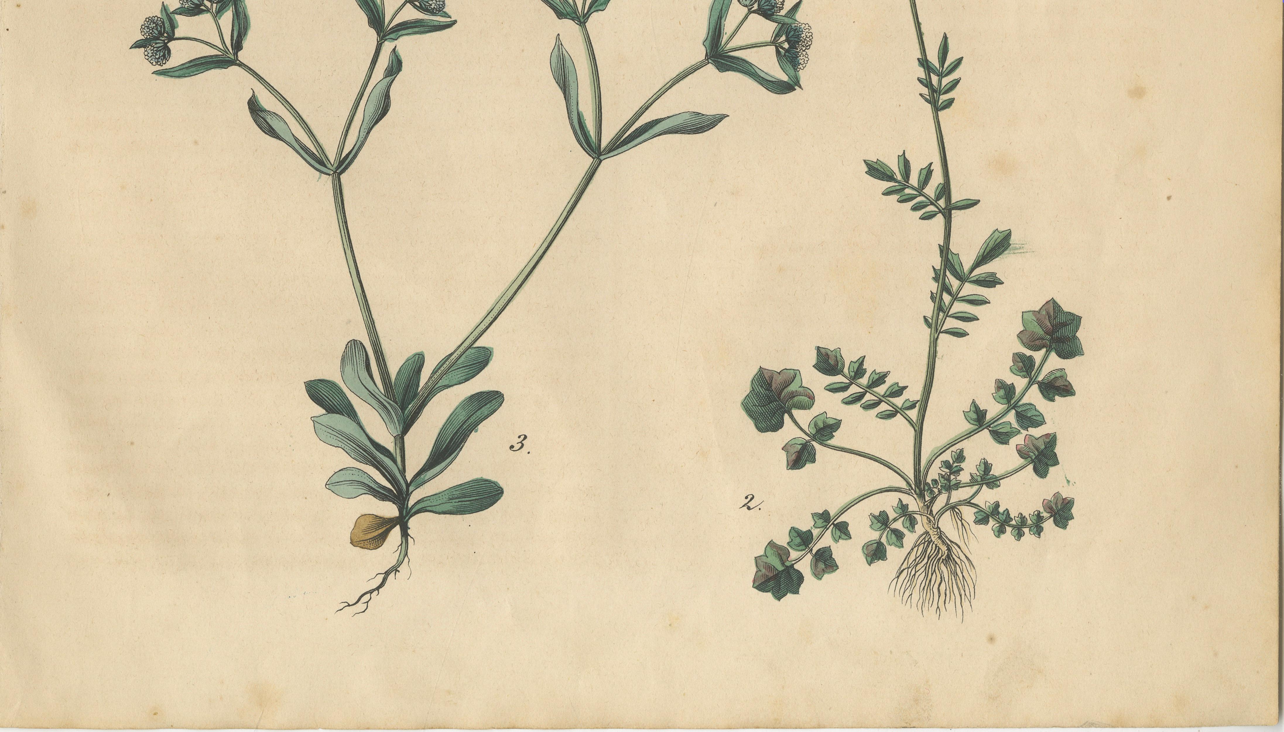 Antique Wildflower Botanical Print, Borage and Field Plants, Germany 1852