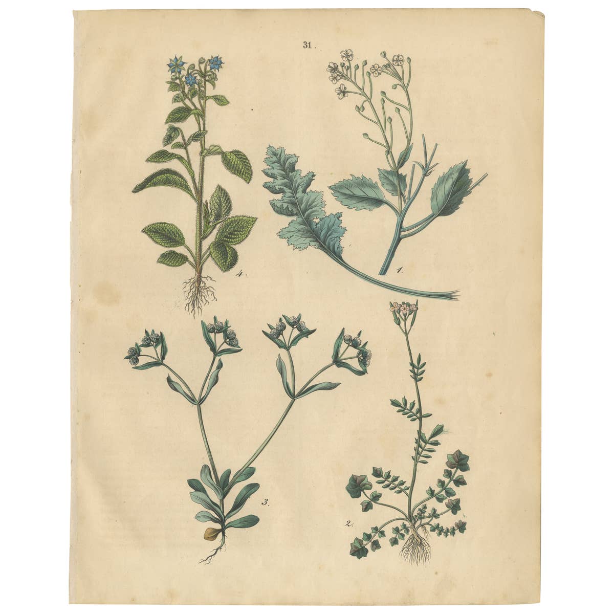 Antique Wildflower Botanical Print, Borage and Field Plants, Germany 1852