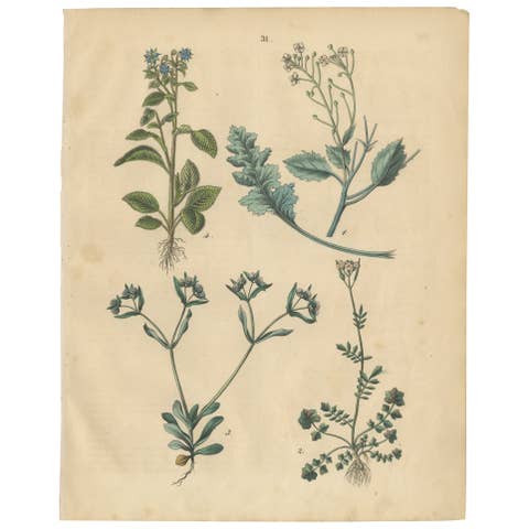 Antique Wildflower Botanical Print, Borage and Field Plants, Germany 1852