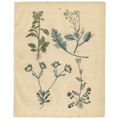 Antique Wildflower Botanical Print, Borage and Field Plants, Germany 1852