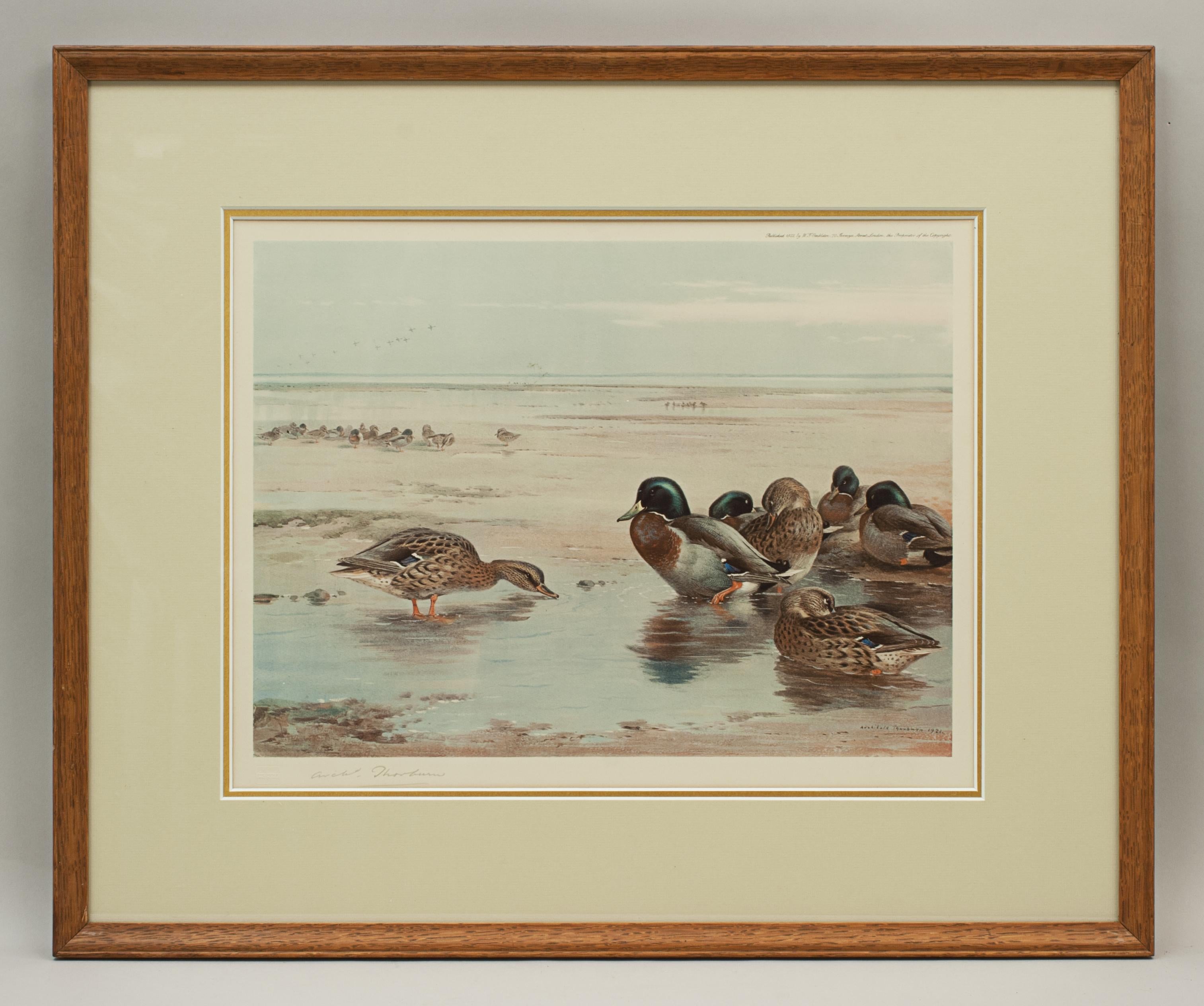 Les colverts par Archibald Thorburn.
Un colotype de sauvagine encadré par Archibald Thorburn, signé au crayon par l'artiste et portant le cachet de l'Art Trade Guild. Copyright Publié en 1922 par W.F. Embleton (successeur de A. Baird-Carter) 70