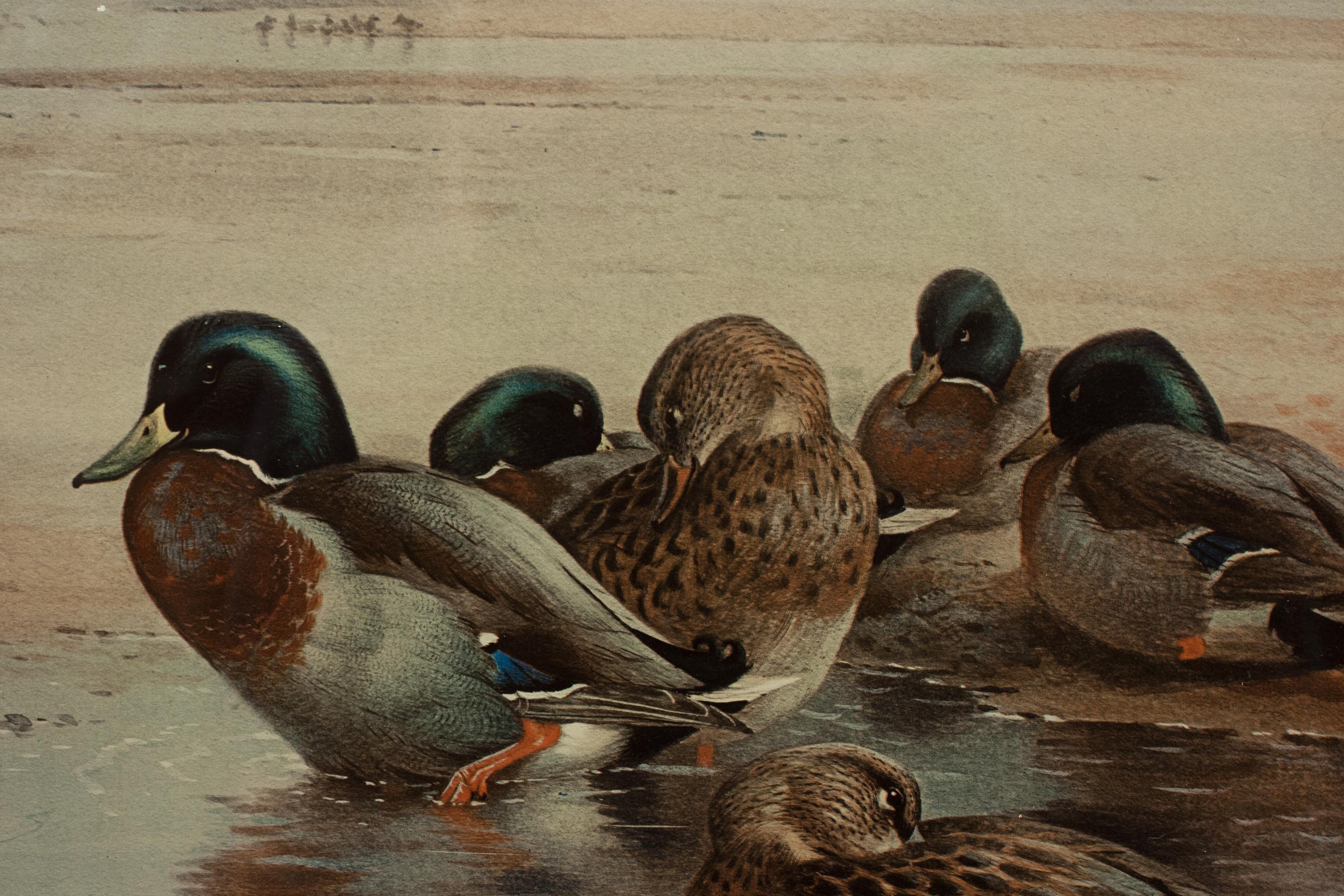 British Antique Wildfowl Print Mallards Feeding by Archibald Thorburn For Sale