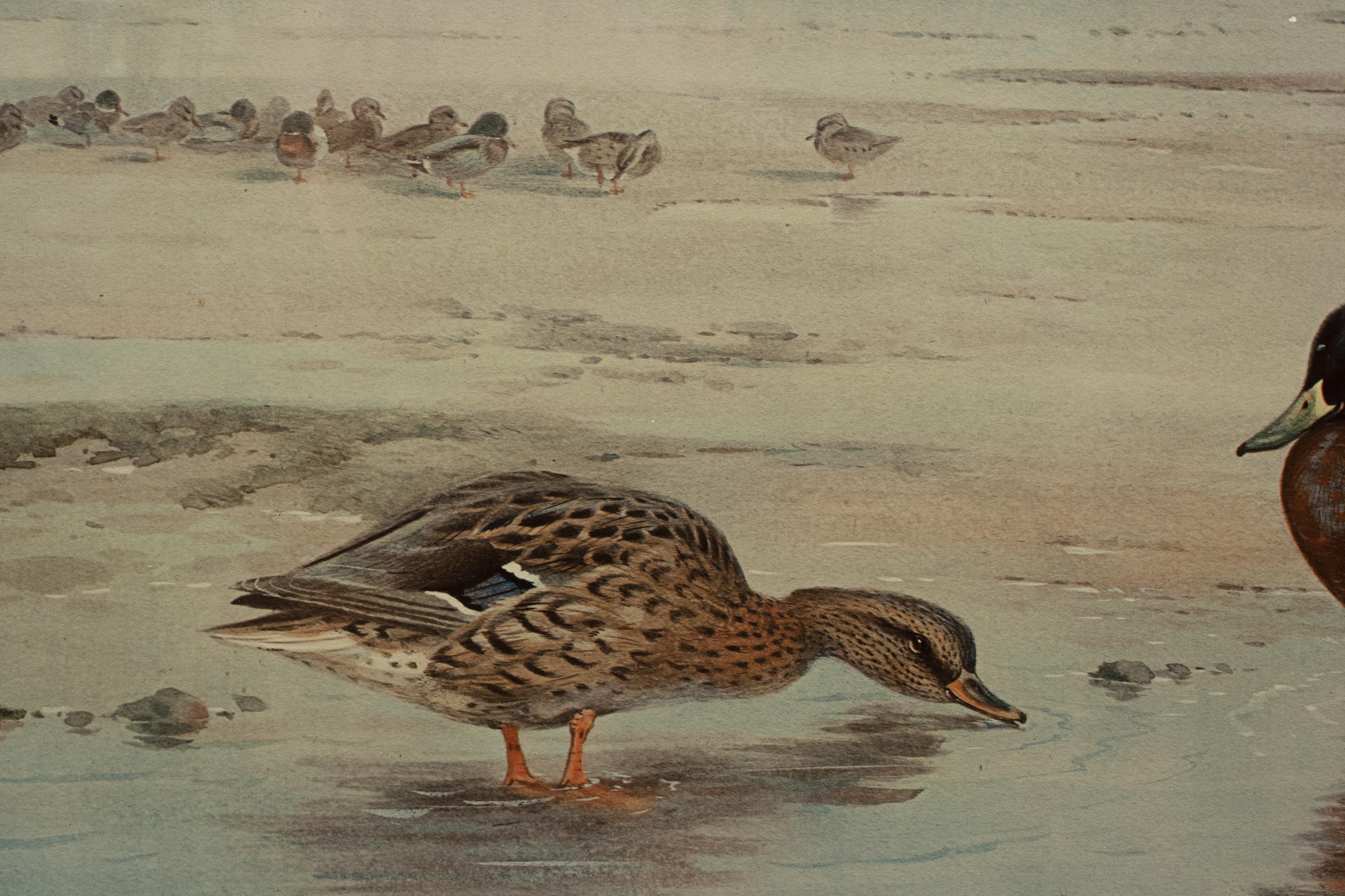 Antique Wildfowl Print Mallards Feeding by Archibald Thorburn In Good Condition For Sale In Oxfordshire, GB