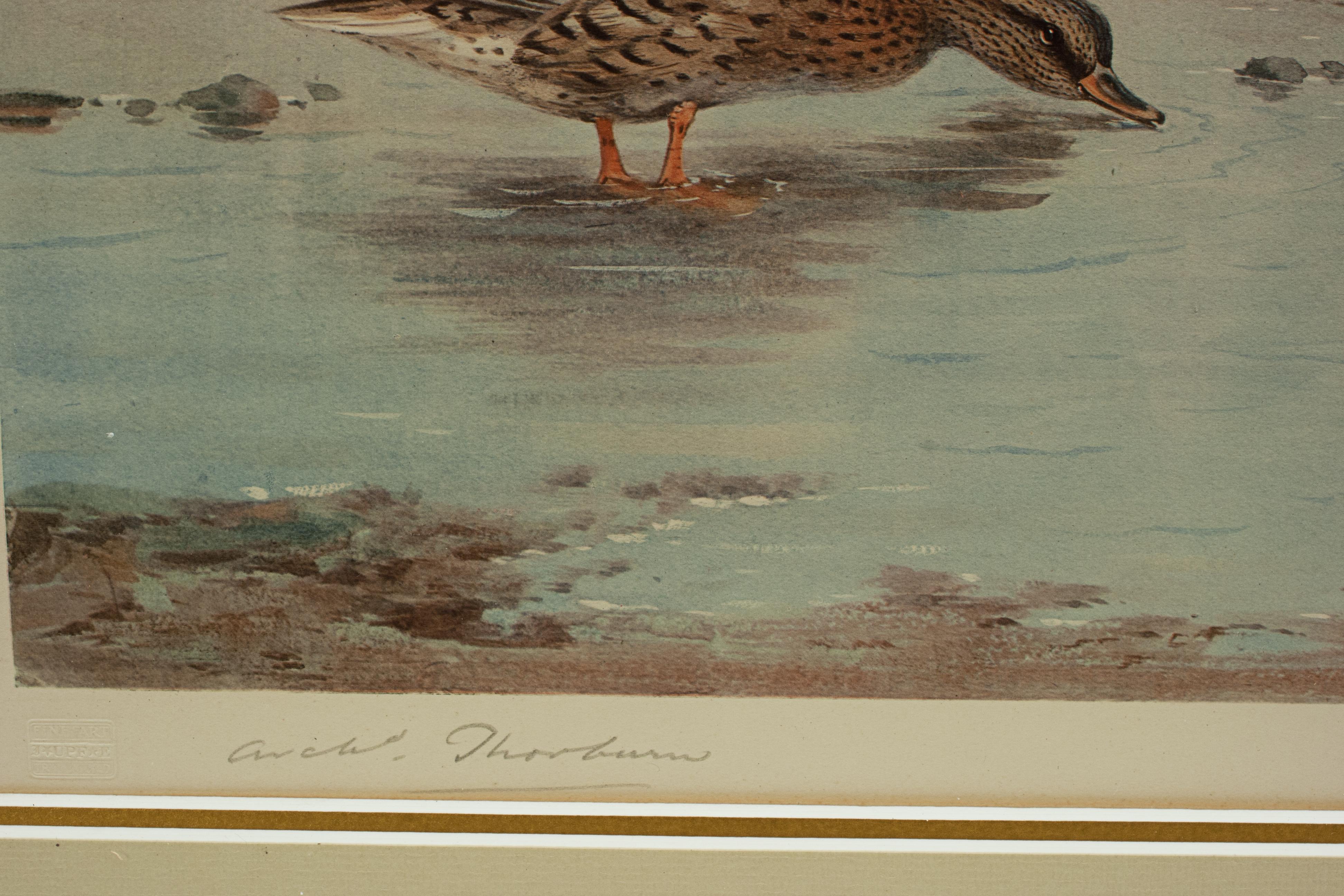 Grabado antiguo de aves silvestres Ánades reales alimentándose de Archibald Thorburn Papel en venta