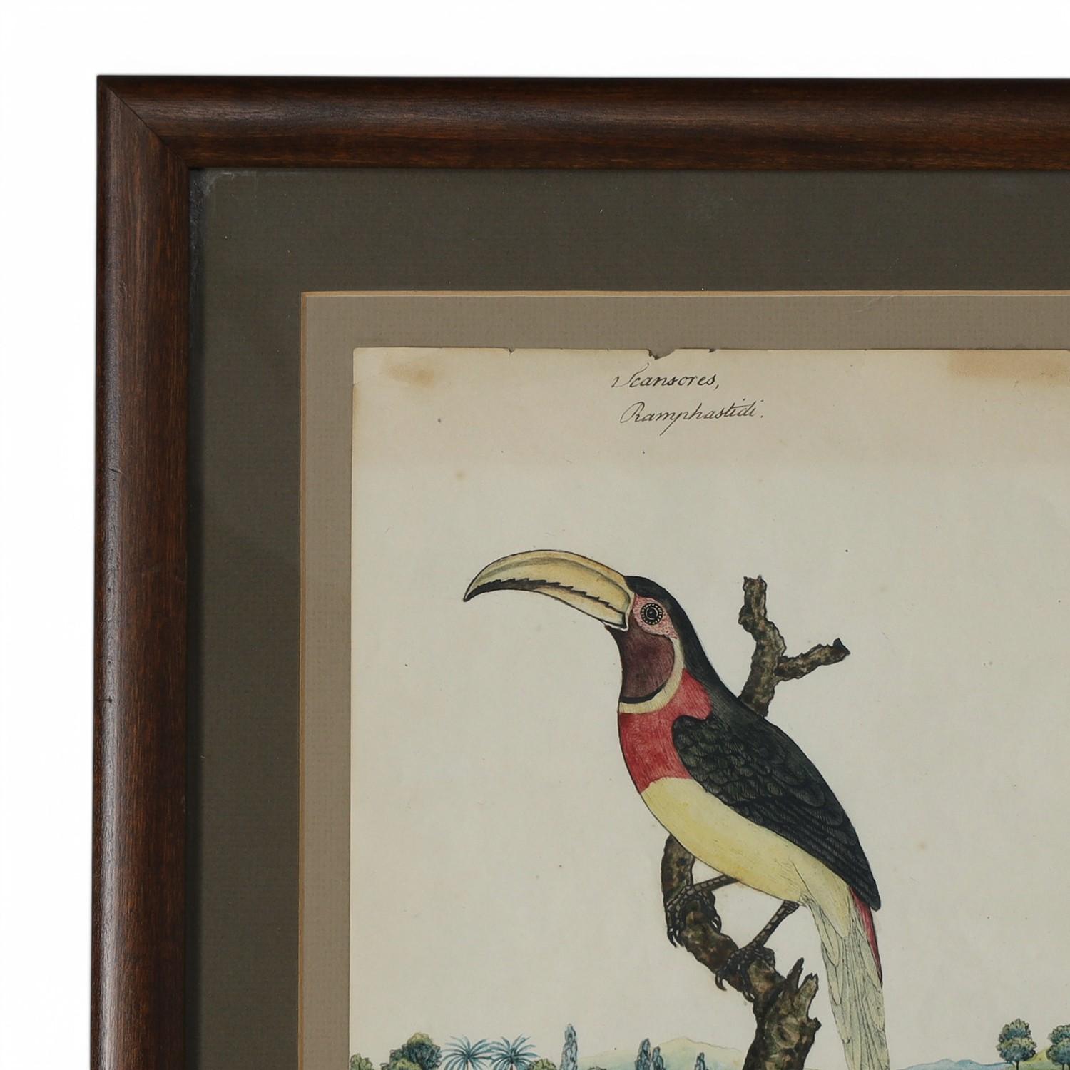 Affascinante acquerello e inchiostro su carta del XIX secolo raffigurante un tucano su un albero in un paesaggio insulare con descrizione in latino, firmato dall'artista naturalista inglese William Goodall. Presentato sotto vetro in una cornice di