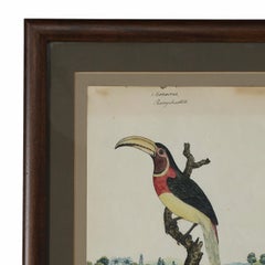 Antico acquerello e inchiostro inglese di William Goodall incorniciato raffigurante un tucano